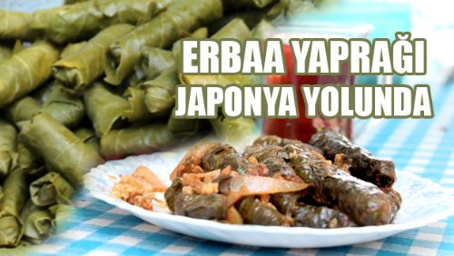 Erbaa Yaprağı Japon Lezzetleri Arasına Girmeye Hazırlanıyor