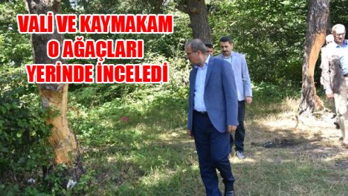 Erbaa'da Çam Ağaçlarına Zarar Verilmesi