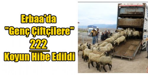 Erbaa'da Genç Çiftçilere Koyun Hibe Edildi
