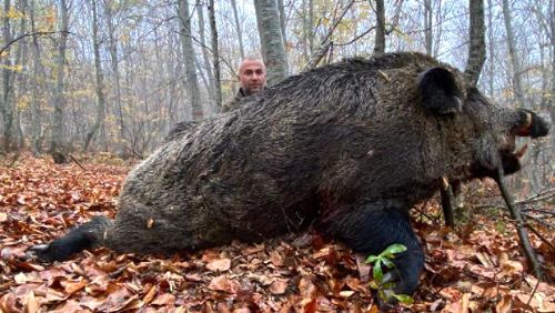 Erbaa'da avcılar 459 kilo ağırlığında domuz avladı