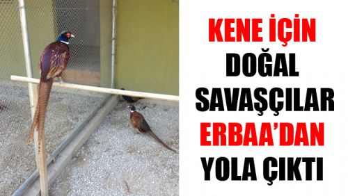 KENE İÇİN DOĞAL SAVAŞÇILAR ERBAA'DAN YOLA ÇIKTI