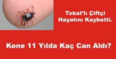 Kene Tokat'ta Can Aldı