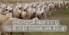 Kurbanlık alırken nelere dikkat etmeli? Kurbanlık nasıl seçilir?