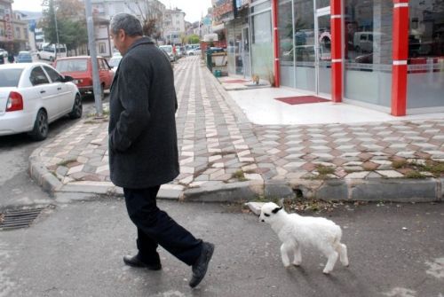 Kuzu Kuzu Bir Hayat