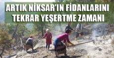 NİKSAR'IN FİDANLARI ARTIK YEŞERMELİ