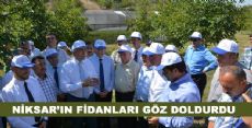 NİKSAR’IN FİDANLARI GÖZ DOLDURDU