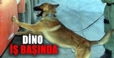 Narkotik Köpeği Dino İş Başnda