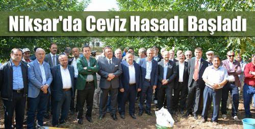 Niksar'da Ceviz Hasadı Programı Düzenlendi