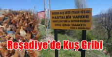 Reşadiye'de Kuş Gribi İncelemesi