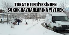 SOKAK HAYVANLARINA BELEDİYEDEN YİYECEK