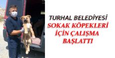 Sokak Köpekleri İçin Çalışma Başlattı