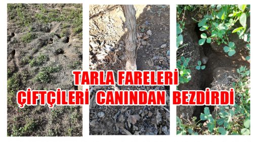 TARLA FARELERİ ARAZİLERİ TALAN ETTİ