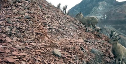 TOKAT Karaca sürüsü fotokapan tarafından görüntülendi