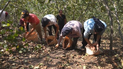 Erbaa'da Fındık Hasadı Tüm Hızıyla Devam Ediyor