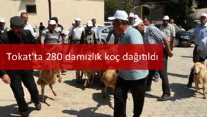 Tokat'ta 280 damızlık koç dağıtıldı