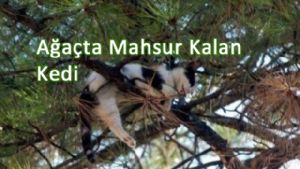 Tokat'ta Ağaçta Mahsur Kalan Kediyi İtfaiye Kurtardı