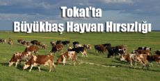 Tokat'ta Büyükbaş Hayvan Hırsızlığı