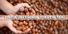 Tokat'ta Kaç Ton Fındık Üretiliyor?