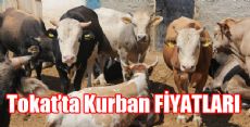 Tokat'ta Kurban Fiyatları