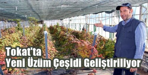 Tokat'ta Yeni Üzüm Çeşidi Geliştiriliyor
