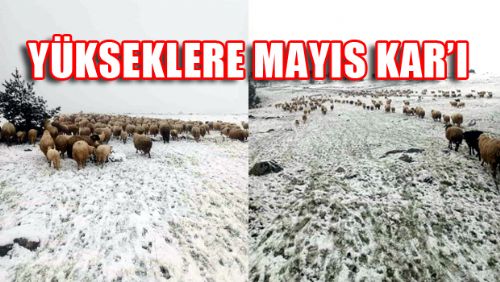 Tokat'ta mayıs ayında kar yağdı