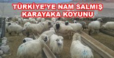 ÜLKEMİZE NAM SALMIŞ KARAYAKA KOYUNU