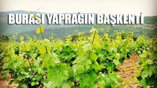 ÜZÜM YAPRAĞININ BAŞKENTİ