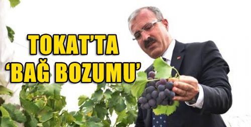 VALİ TORAMAN, BAĞ BOZUMU PROGRAMINA KATILDI