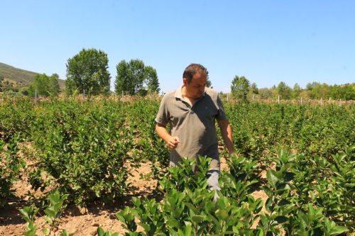 Annesinin hastalığına iyi geldiğini öğrendi, aronya yetiştirdi